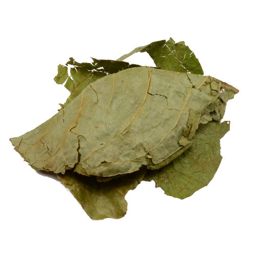 Banisteripsis Caapi leaves 